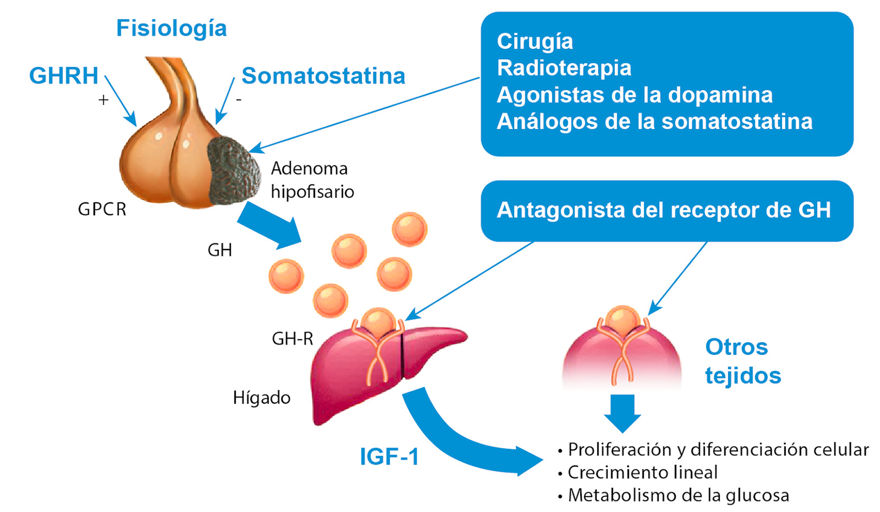 Fisiología Fisiología
