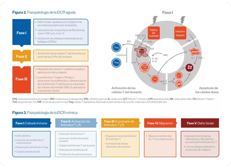 Grafico Fisiopatología de la EICH Aguda