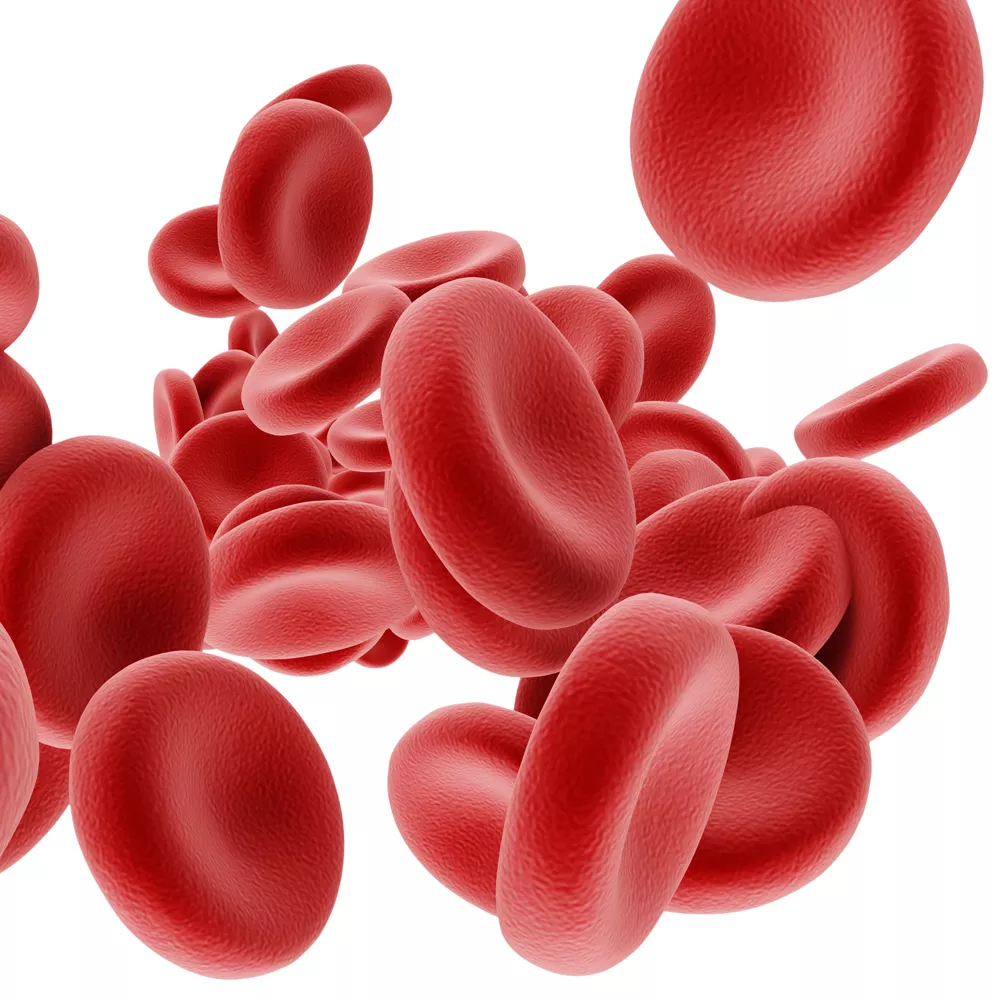 Rote Blutkörperchen