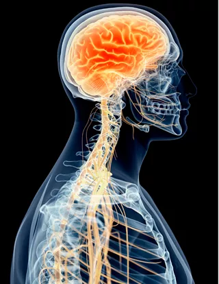 Illustration of central nerve system