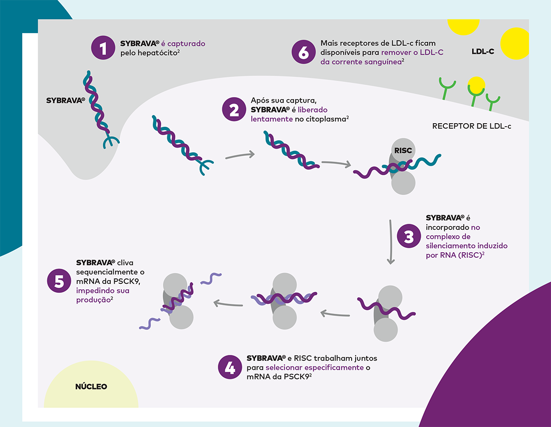 Mecanismo de ação do Sybrava com receptores LDL-C e regulação celular. Diagrama ilustrando etapas do mecanismo de ação envolvendo Sybrava, receptores LDL-C e processos de regulação genética.
