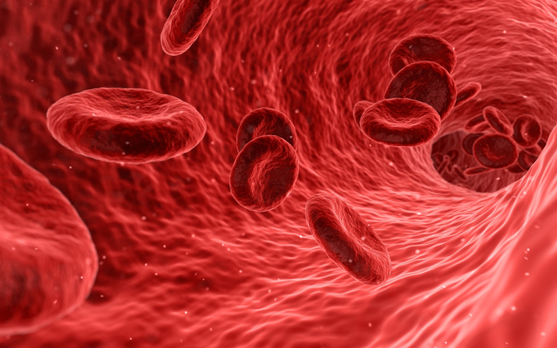 Close ilustrativo do interior de um vaso sanguíneo com várias hemácias em movimento sobre a parede vascular.  