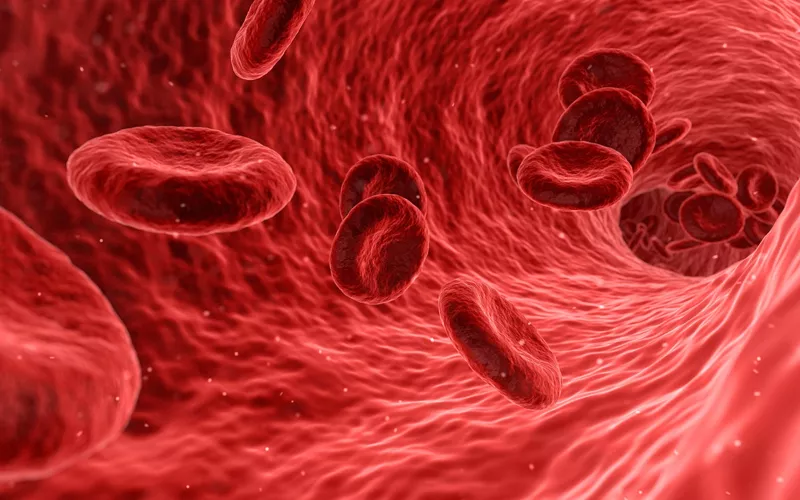 Close ilustrativo do interior de um vaso sanguíneo com várias hemácias em movimento sobre a parede vascular.  