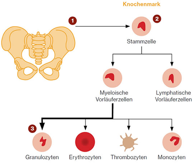 Abbildung 2: Prozess der Hämatopoese in der CML