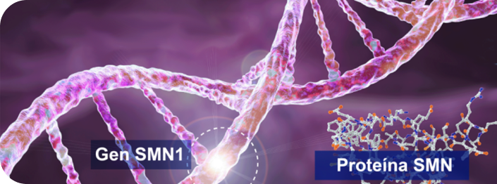 Gen SMN1 y proteína SMN Gen SMN1 y proteína SMN