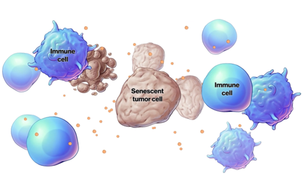 cells cells
