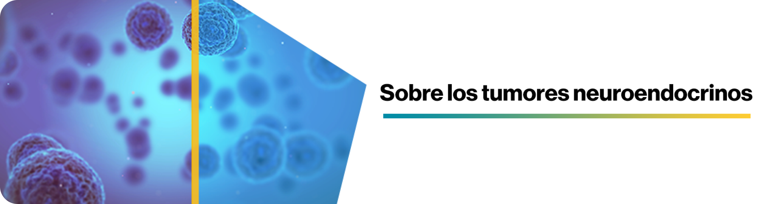 Banner Sobre TNE Banner