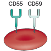 hpn-banner-globulo-normal1