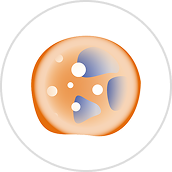 Neutrófilos <1.000/µL