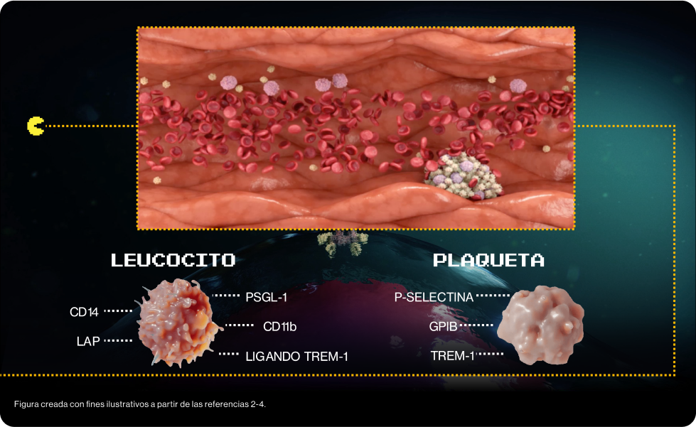 EFECTO VISCOSIDAD SANGRE 2. EFECTO VISCOSIDAD SANGRE 2.