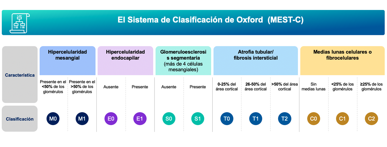 clasificación de Oxford/puntuación MEST-C clasificación de Oxford/puntuación MEST-C