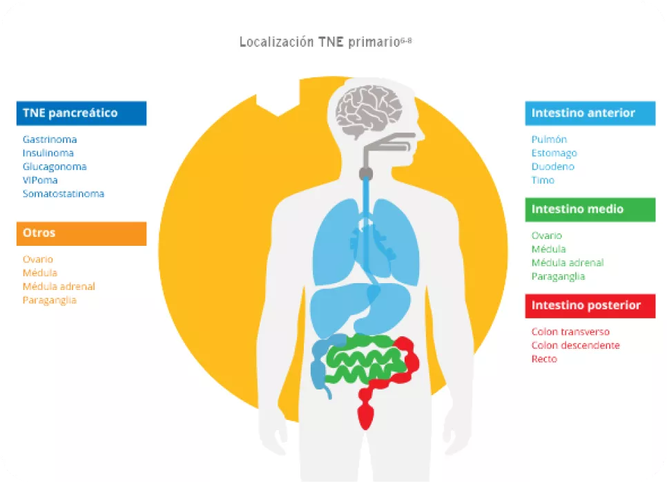 Localisation TNE primero