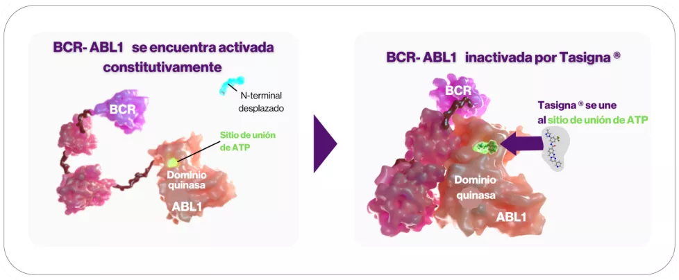 Mecanismo de acción