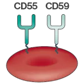 hpn-banner-globulo-normal1