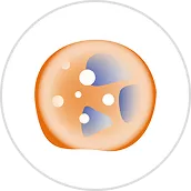 Neutrófilos <1.000/µL