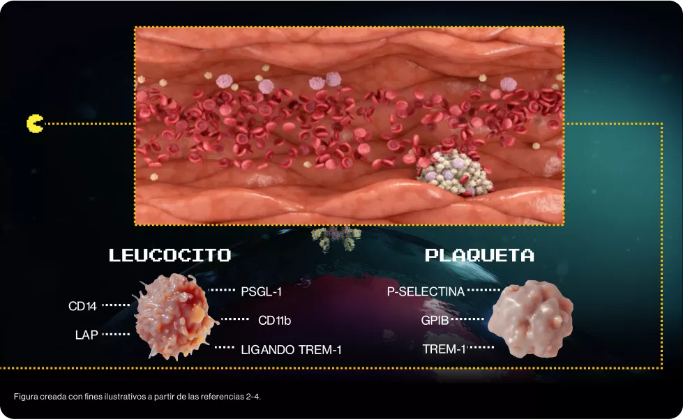 EFECTO VISCOSIDAD SANGRE 2.