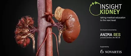 Insight Kidney: Explora los Riñones en 3D