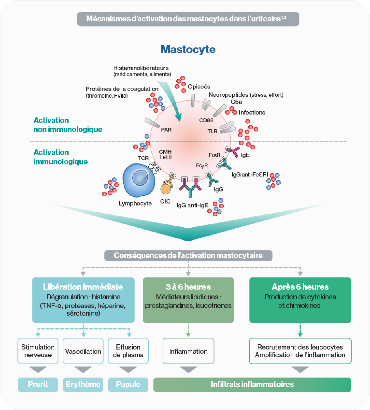 Physiopathologie de l’urticaire : de l’activation des mastocytes aux symptômes d’urticaire Physiopathologie de l’urticaire : de l’activation des mastocytes aux symptômes d’urticaire