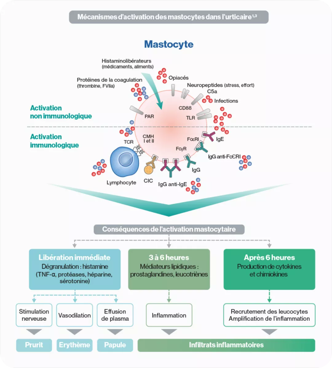 Physiopathologie de l’urticaire : de l’activation des mastocytes aux symptômes d’urticaire