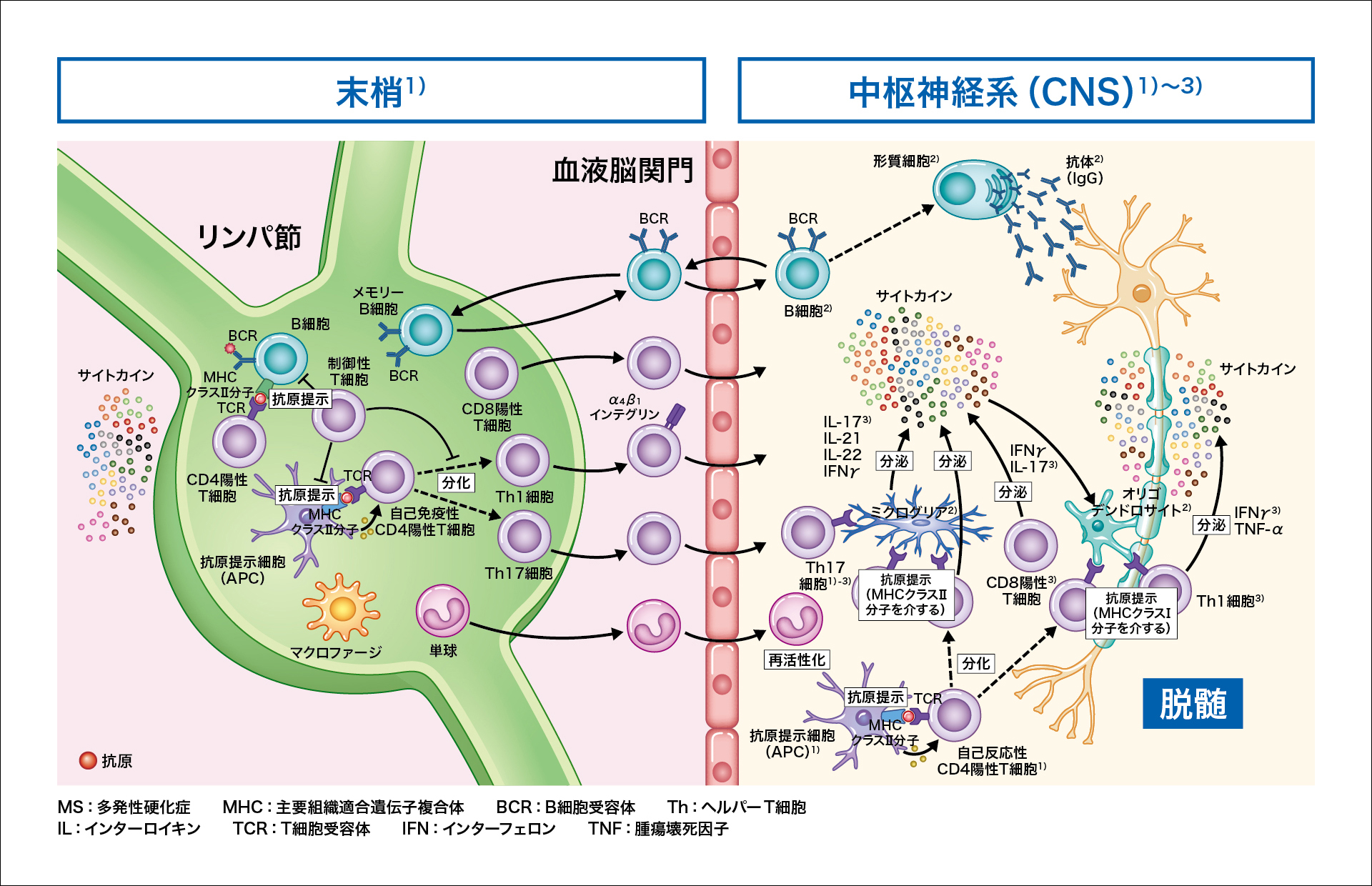 ns_ms_pathology_mod_01.jpg ns_ms_pathology_mod_01.jpg