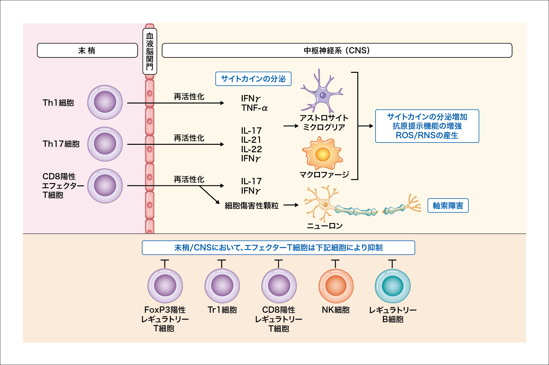 ns_ms_pathology_mod_02.jpg ns_ms_pathology_mod_02.jpg