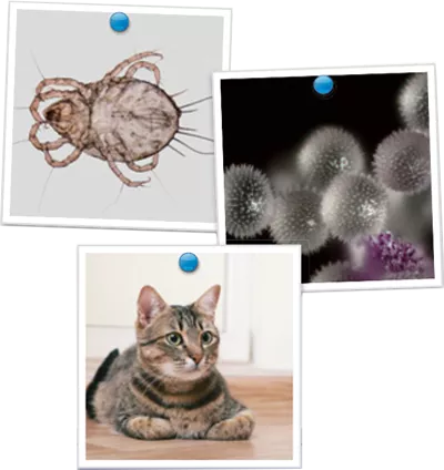 img_a_inspection_001