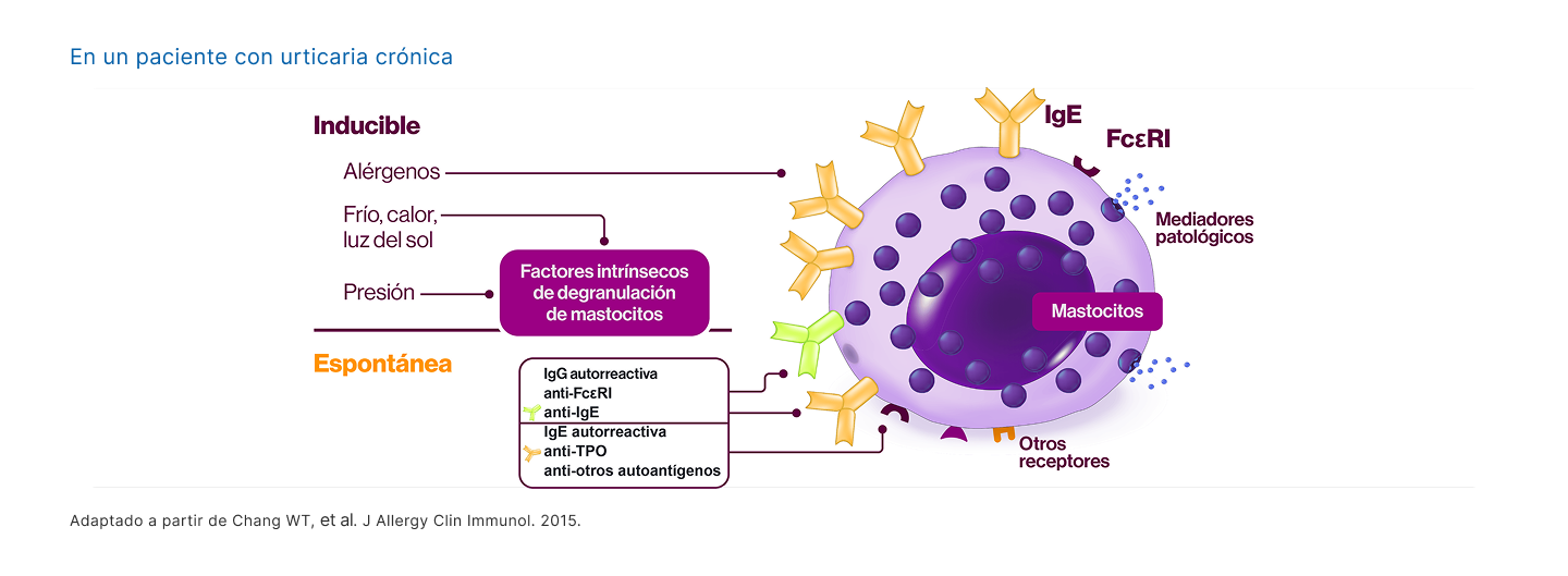 Xolair-esquema1 Xolair-esquema1