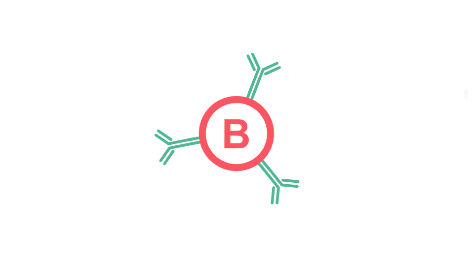 B-lymfocyten
