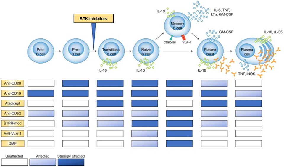 Behandelingen met B-cellen als target Behandelingen met B-cellen als target