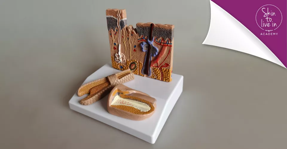 Huid-, haar-, nagelmodel