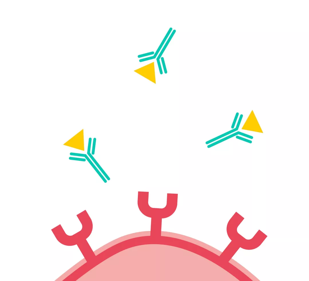 Illustratie monoklonale antilichamen 