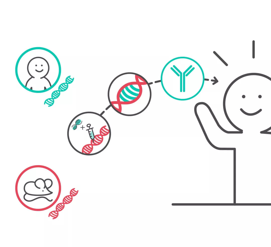 Illustratie monoklonale antilichamen 