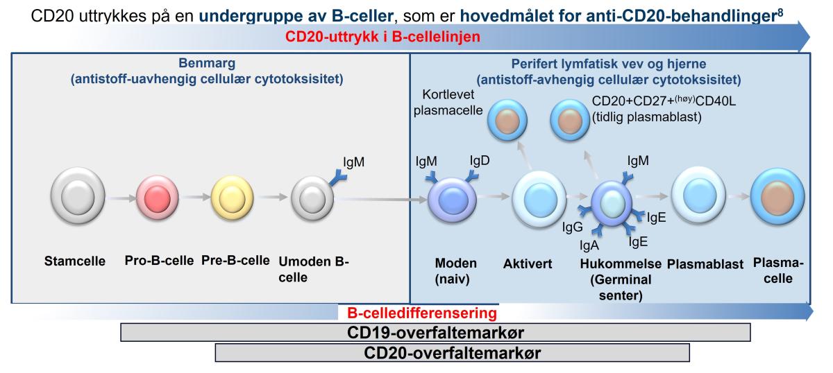 fig_1_b_celledifferensiering_medhub_4april2024.jpg