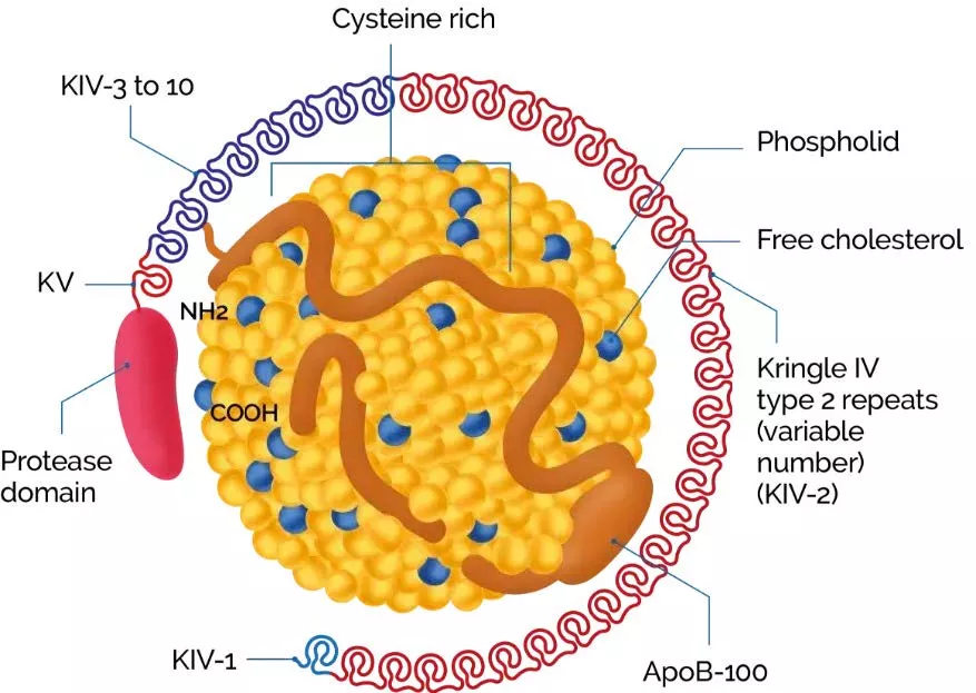 novartis_lp-a_onepager4_digitala4_250429_korr.jpeg novartis_lp-a_onepager4_digitala4_250429_korr.jpeg