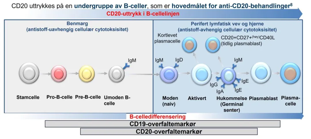 fig_1_b_celledifferensiering_medhub_4april2024.jpg