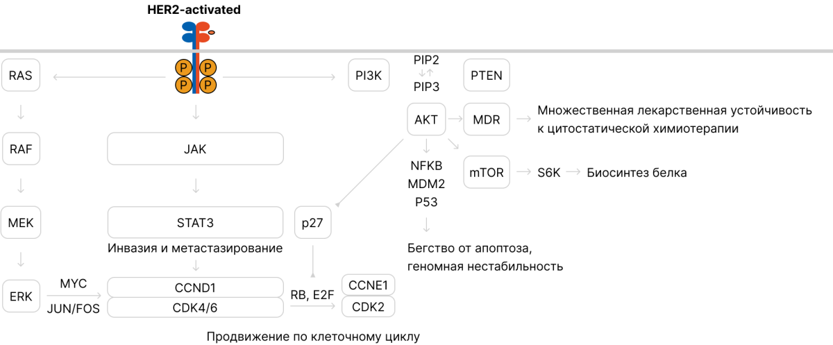 Часть 1. Почему мы еще не победили РМЖ HER2-enriched-подтип и проблемы существующих подходов в классификации РМЖ рис.2. Часть 1. Почему мы еще не победили РМЖ HER2-enriched-подтип и проблемы существующих подходов в классификации РМЖ рис.2.
