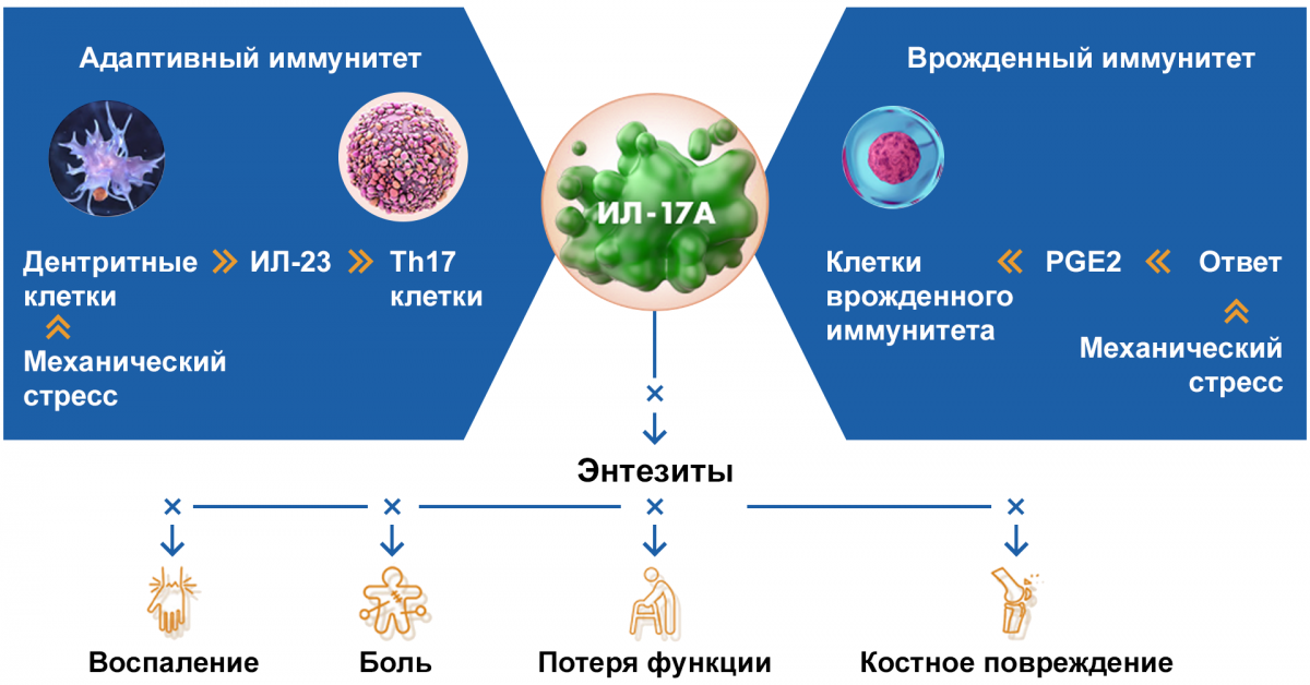 ИЛ-17А — ключевой цитокин развития энтезитов ИЛ-17А — ключевой цитокин развития энтезитов