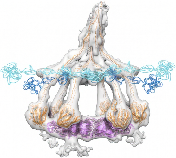 Комплемент C1 в комплексе с антителом IgG1 Комплемент C1 в комплексе с антителом IgG1