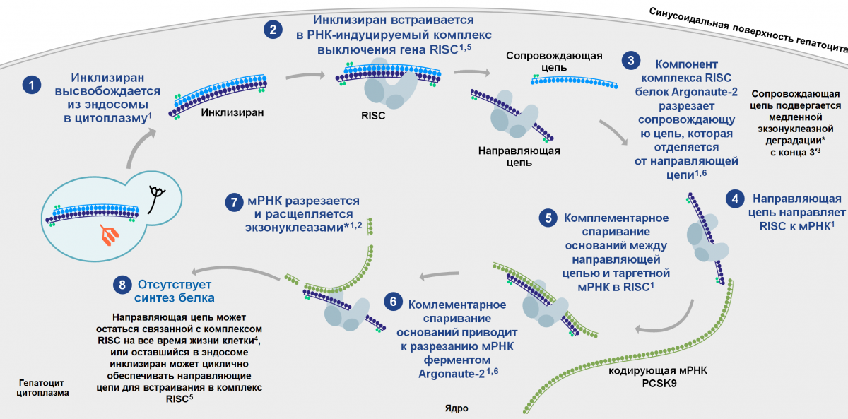 Механизм действия инклизирана 2