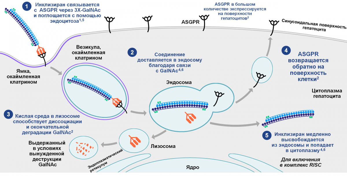 Механизм действия инклизирана