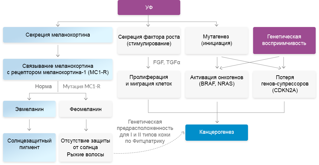Патогенез меланомы Патогенез меланомы