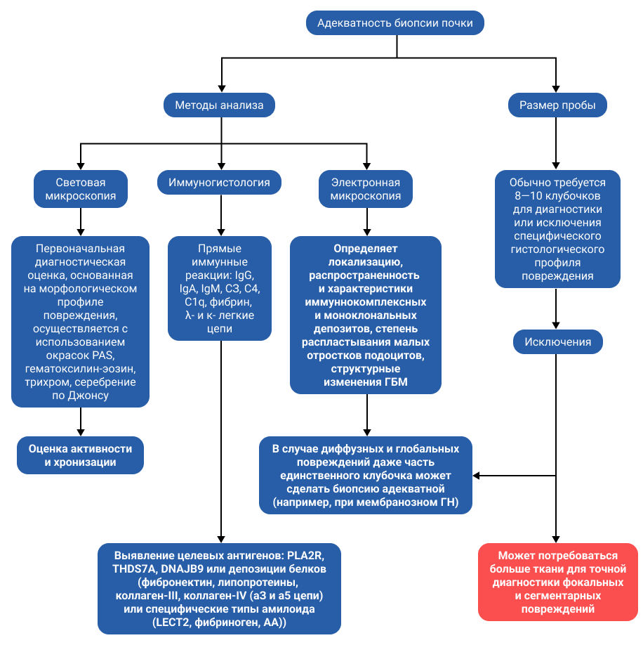 Приложение 6. Оценка ткани почки должна соответствовать стандартам адекватности биопсии Приложение 6. Оценка ткани почки должна соответствовать стандартам адекватности биопсии