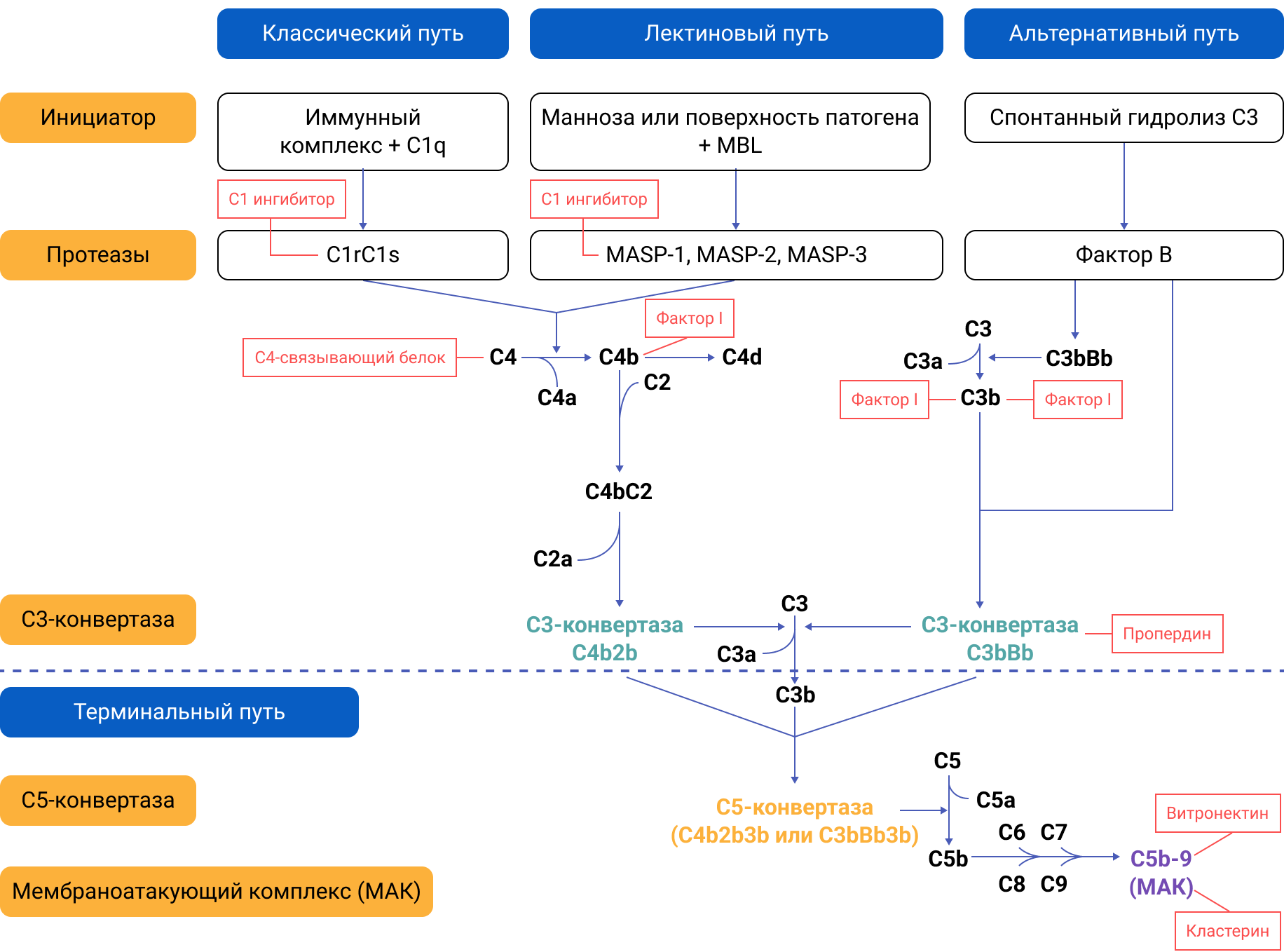 Пути активации системы комплемента