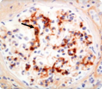 Световая микроскопия Световая микроскопия