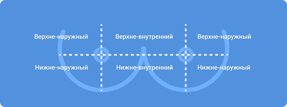 Строение молочных желез Строение молочных желез