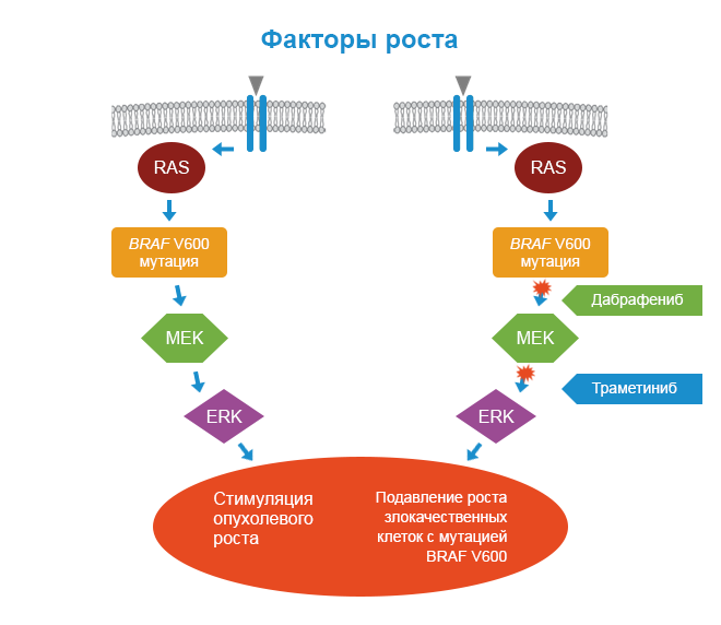 Факторы роста Факторы роста