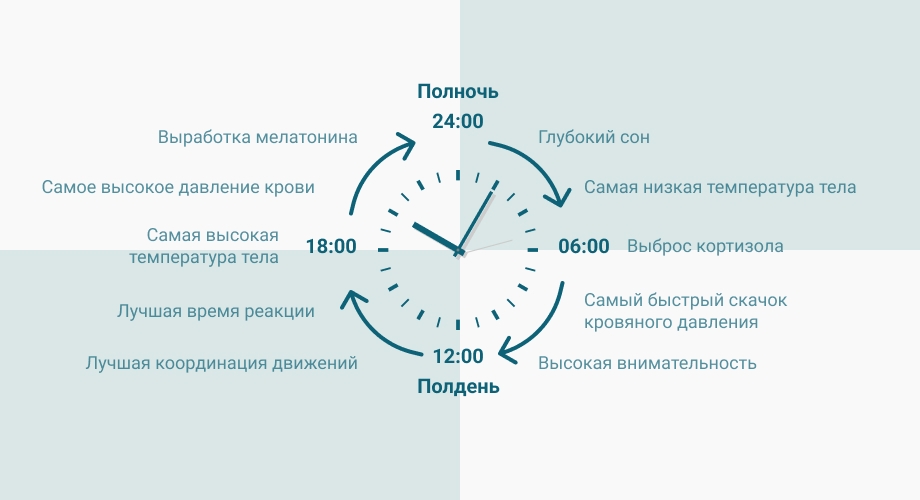 Циркадные ритмы Циркадные ритмы
