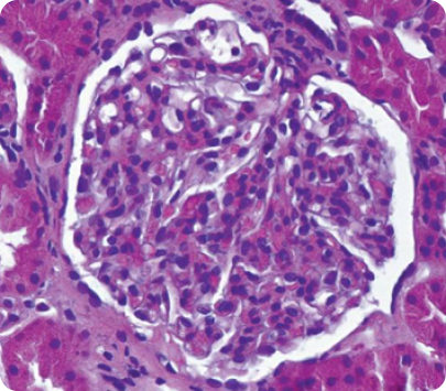 1 -Световая микроскопия 1 -Световая микроскопия