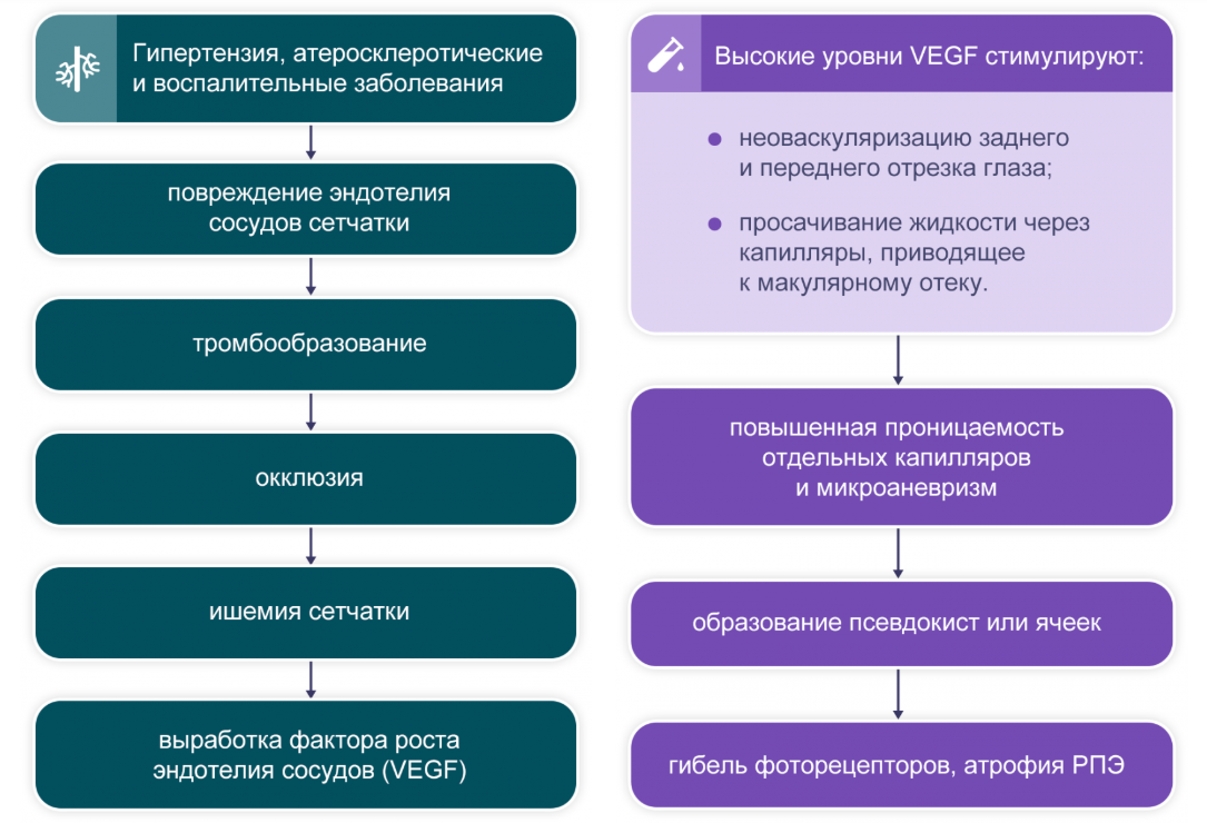Рисунок 2. Патофизиологические процессы, приводящие к ОВС и сопровождающие ее Рисунок 2. Патофизиологические процессы, приводящие к ОВС и сопровождающие ее