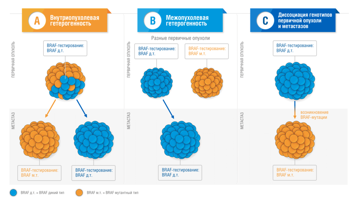 Варианты возникновения различий в BRAF-статусе первичного очага и метастаза: внутриопухолевая гетерогенность (A), межопухолевая гетерогенность (B) и диссоциация генотипов первичной опухоли и метастазов (C) [1]
